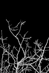 Image showing winter tree black background