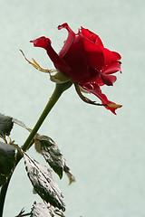 Image showing Sad red rose