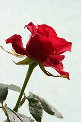 Image showing Sad red rose