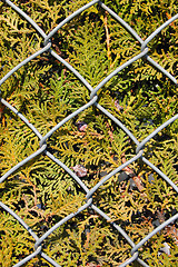 Image showing wire metal fence and fir tree texture