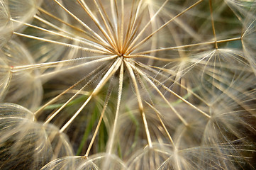 Image showing dandelion plant