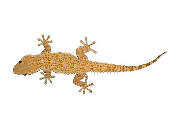 Image showing small lizard