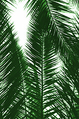 Image showing palm tree