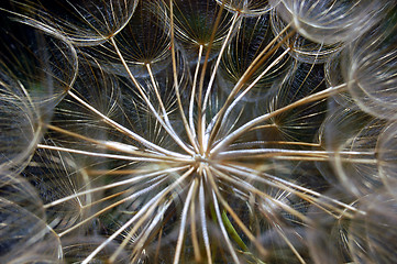 Image showing dandelion detail