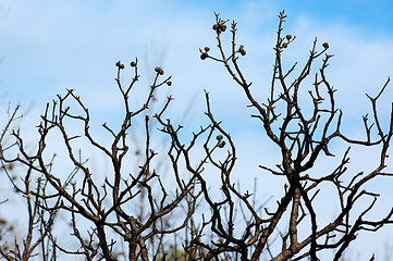 Image showing burned oak tree