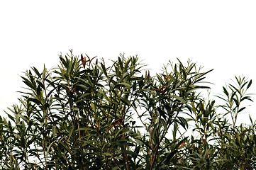 Image showing oleander leaves