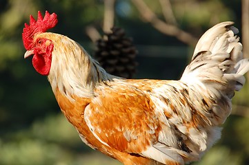 Image showing Free range rooster