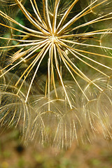 Image showing dandelion macro