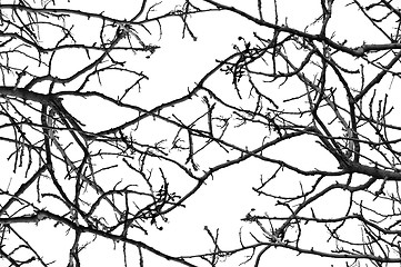 Image showing tree branches pattern