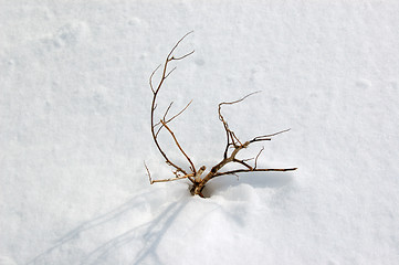 Image showing frozen plant