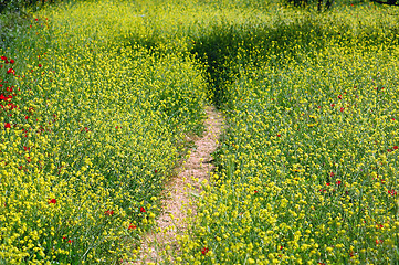 Image showing field path
