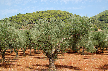 Image showing olive trees