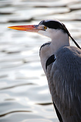 Image showing Heron