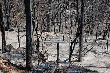 Image showing burned forest