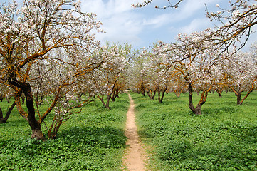 Image showing almond trees