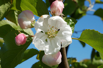 Image showing Apple tree