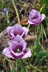 Image showing Purple Flowers