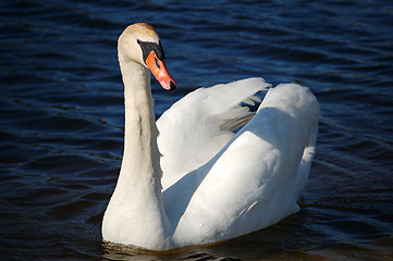 Image showing Swan