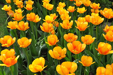 Image showing Yellow Flowers