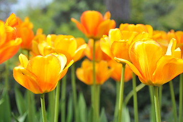 Image showing Tulips