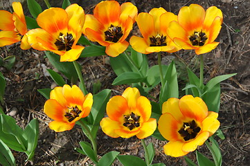 Image showing Tulips