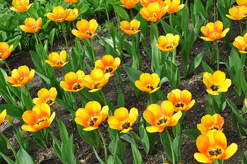 Image showing Tulips