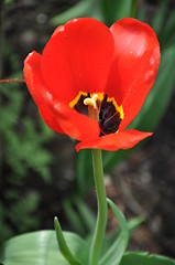 Image showing Tulip