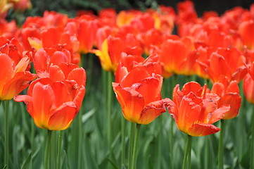 Image showing Tulips