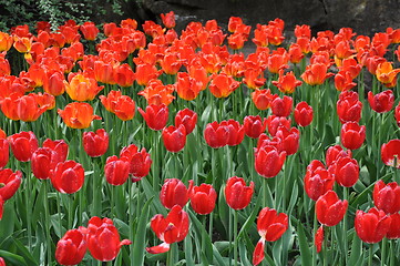 Image showing Tulips