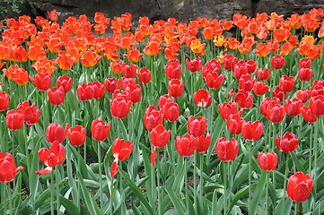 Image showing Tulips