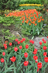 Image showing Tulips