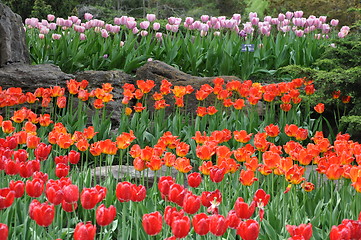 Image showing Tulips