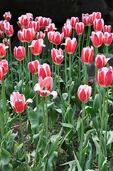 Image showing Tulips