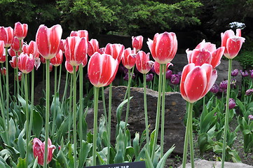 Image showing Tulips