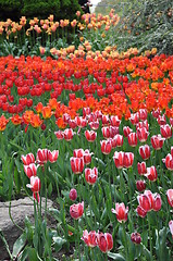 Image showing Tulips