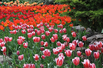 Image showing Tulips