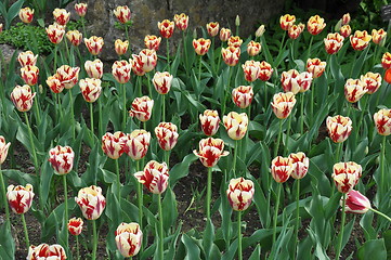 Image showing Tulips