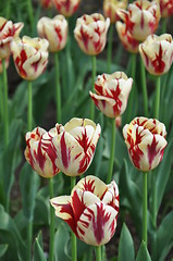 Image showing Tulips