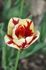 Image showing Tulip