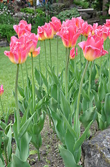 Image showing Tulips