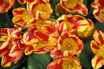 Image showing Tulips