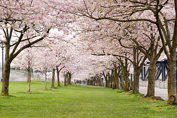 Image showing Cherry Blossom Trees in Waterfront Park