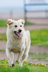 Image showing Golden Retriever Running