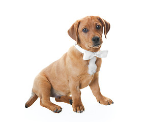 Image showing Puppy With Bowtie