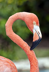 Image showing Pink Flamingo.