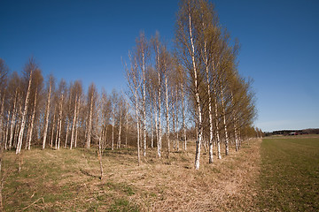 Image showing line of birches