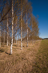 Image showing Birchtrees on row