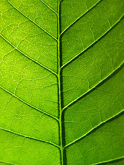 Image showing green leaf texture       