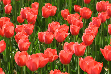 Image showing beautiful red tulips