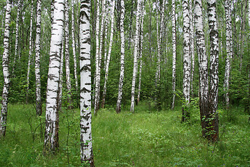 Image showing birch forest